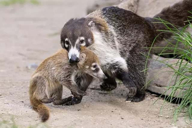 Aktuell kann man im Tiergarten Schönbrunn einen Blick auf die herzigen Bärchen erhaschen. So tragen die Mütter die Jungtiere bereits jeden Tag in den Mäulern in die Außenanlage. | Foto: Daniel Zupanc