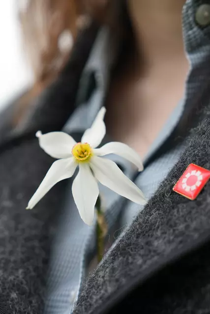 Die filigranen Blüten der Narzisse sind das Symbol des Frühlings im Ausseerland. | Foto: Stefan Schubert