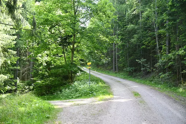 .. und gehe ein Stück zurück und von hier die Forststraße hinauf 