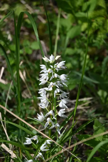 Waldvöglein , eine heimische Orchidee