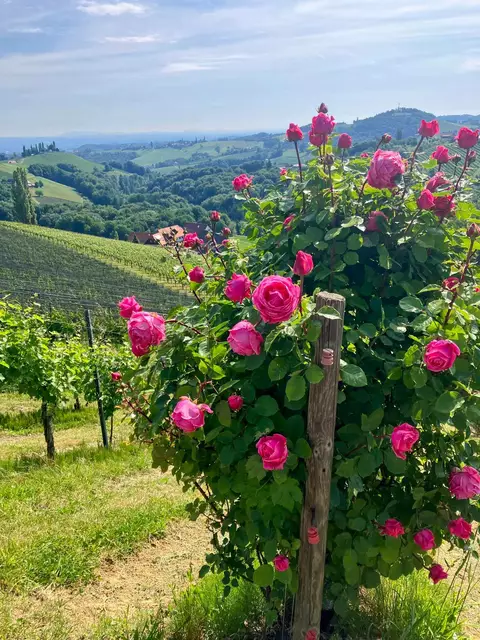 Südsteirische Weinstraße | Foto: Michaela Pretzl
