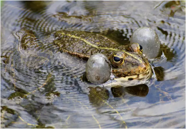 ....sind die Frösche am Quaken 