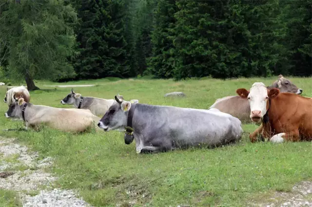 In Telfs sind derzeit Weidetiere in mehreren Bereichen unterwegs. Diese besondere Jahreszeit erfordert ein hohes Maß an Bewusstsein und Rücksichtnahme, um sowohl die Tiere als auch die Menschen zu schützen. | Foto: MG Telfs/Hackl