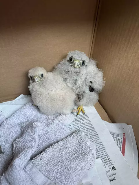 Turmfalkenbabys wurden in Krenglbach von der Tierhilfe Gusental gerettet. | Foto: THG
