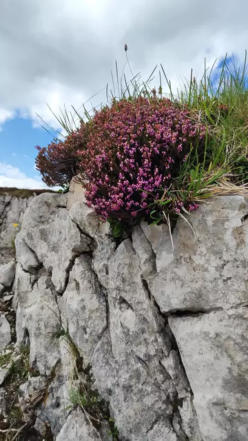 Schön blüht der Erica noch ... | Foto: I.Wozonig