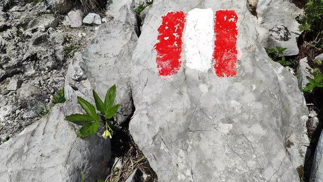 Auch in den Felsen wachsen Blumen... | Foto: I.Wozonig