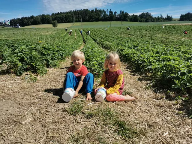 Am Weghof von Franz Wögerbauer kann man ab Donnerstag, 5. Juni, selber Erdbeeren pflücken.  | Foto: Wögerbauer