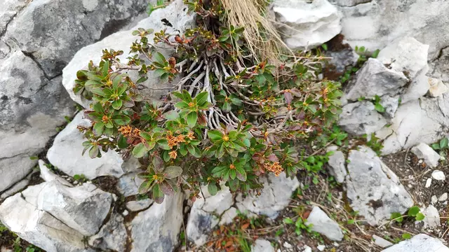Bis zur Blüte des Almrauschs dauert es noch... | Foto: I.Wozonig