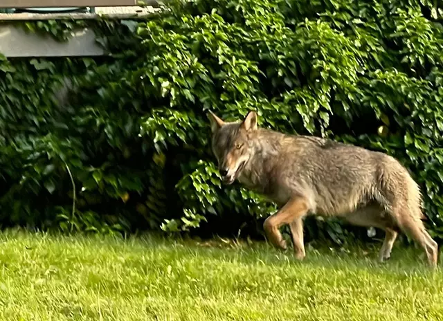 Dieser Wolf wurde vor kurzem in Moosburg gesichtet. | Foto: Privat