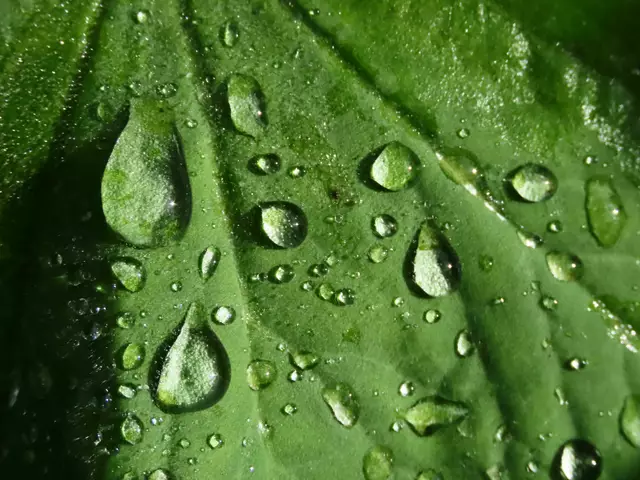 Foto: Alfred Schmutz