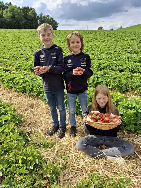 Ein schöner Moment am Erdbeerfeld: Fabiola, Leonhard und Johannes Thaller mit den ersten wundervoll gereiften und besonders schmackhaften Erdbeeren in Sarleinsbach.  | Foto: Christa Thaller