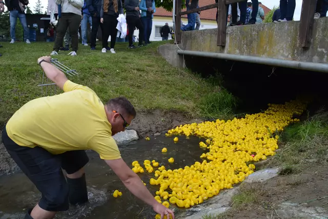 Einige Enten hatten Startschwierigkeiten und bekamen deshalb ausnahmsweise Starthilfe. | Foto: Jennifer Flechl