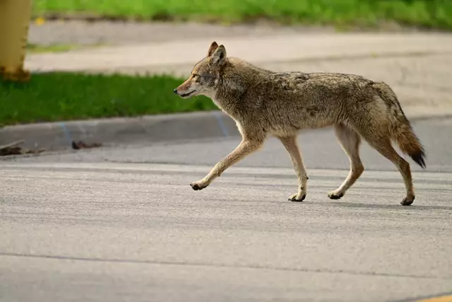 Dieser Risikowolf gehöre sofort zum Abschuss freigegeben. (Symbolfoto) | Foto: stock.adobe.com/at/Carol Hamilton 