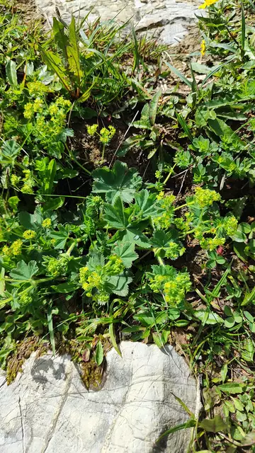 Der wertvolle Frauenmantel... | Foto: I.Wozonig