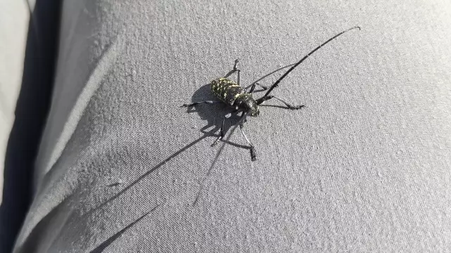 Ein Langhornbock hat bei mir gerastet... | Foto: I.Wozonig