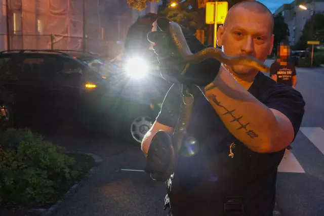 Für einen Schrecken beim Lenker eines Mercedes dürfte eine Schlange in Wels-Neustadt gesorgt haben, die sich während der Fahrt bemerkbar machte. | Foto: laumat.at