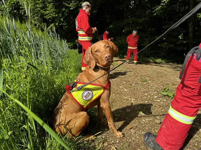 Die Österreichische Rettungshundebrigade (ÖRHB) führte Ende Mai eine große Landesübung mit allen zehn Staffeln, 70 Mitgliedern und 55 Hunden in Maria Schmolln durch. | Foto: ÖRHB OÖ