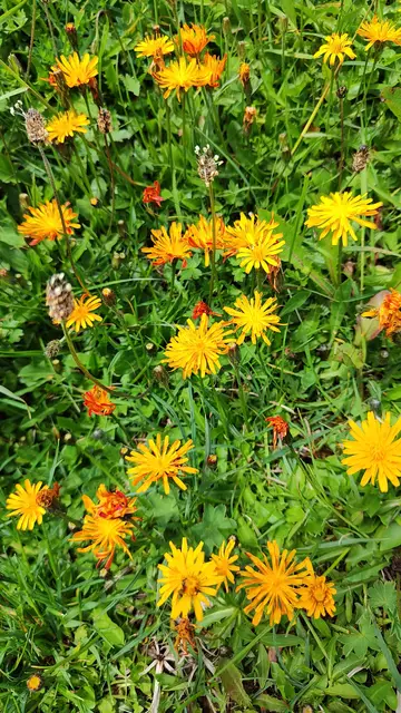 Ich glaube das ist Pippau.. | Foto: I.Wozonig 