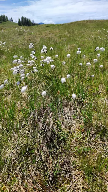 Das geschützte Scheiden - Wollgras... | Foto: I.Wozonig
