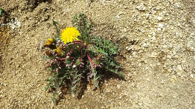 Der bescheidene Löwenzahn darf auch aufs Bild... | Foto: I.Wozonig