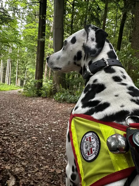 Die Österreichische Rettungshundebrigade (ÖRHB) führte Ende Mai eine große Landesübung mit allen zehn Staffeln, 70 Mitgliedern und 55 Hunden in Maria Schmolln durch. | Foto: ÖRHB OÖ