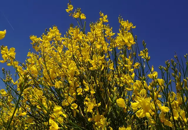 Der Ginster blüht.
