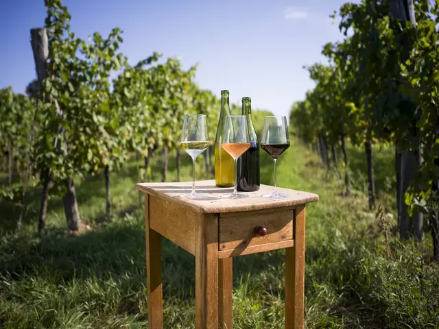 Wein im Weingarten können die Besucherinnen und Besucher in Oberösterreich am 14. Juni beim Tag der offenen Kellertür genießen.
 | Foto: ÖWM