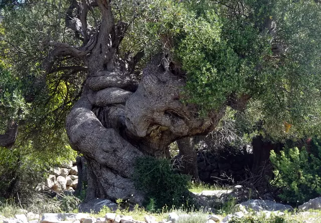 Ein uralter Olivenbaum mit einem knorrigen, verdrehten Stamm