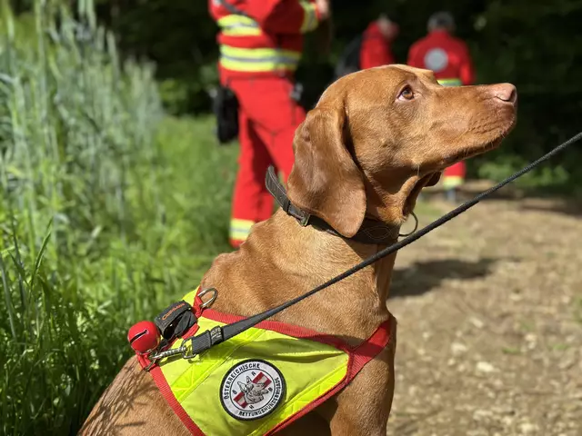 Die Österreichische Rettungshundebrigade (ÖRHB) führte Ende Mai eine große Landesübung mit allen zehn Staffeln, 70 Mitgliedern und 55 Hunden in Maria Schmolln durch. | Foto: ÖRHB OÖ