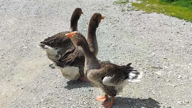 Ob sie auch wandern waren? | Foto: I.Wozonig