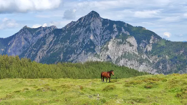Den Pferden geht's gut, und wir sind froh wieder am Parkplatz anzukommen... | Foto: I.Wozonig 