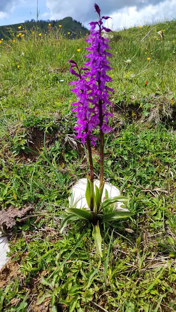 Das besondere Knabenkraut... | Foto: I.Wozonig