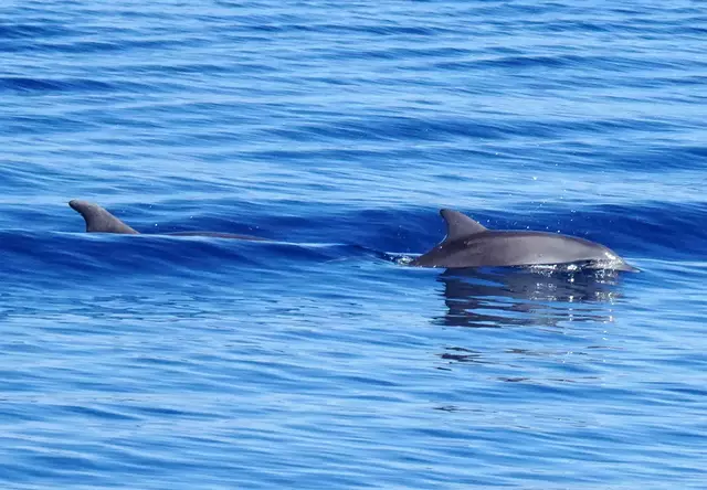Delfine begleiten uns bei der Bootsfahrt nach Pag.