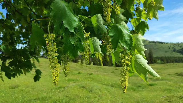 Der Bergahorn blüht... | Foto: I.Wozonig