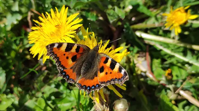 Wie schön! | Foto: I.Wozonig 