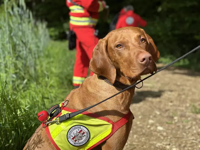 Viele verschiedene Rassen – eine Ausbildung: Die Suche nach vermissten Personen durch die ÖRHB-Spürnasen. | Foto: ÖRHB OÖ