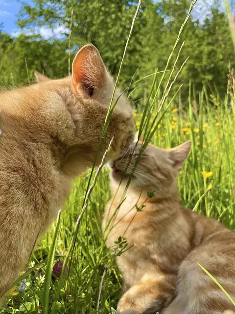 Kuschelnde Katzen im Scheibbser Vorort Miesenbach | Foto: Nicole Lugbauer