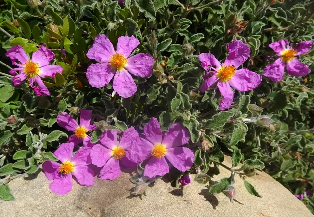 So schön blühende Cistrosen