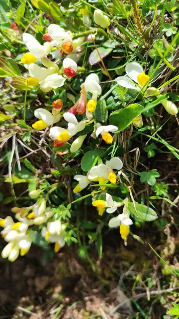 Hübsche Buchskreuzblumen... | Foto: I.Wozonig
