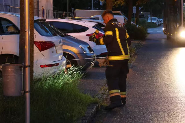 Für einen Schrecken beim Lenker eines Mercedes dürfte eine Schlange in Wels-Neustadt gesorgt haben, die sich während der Fahrt bemerkbar machte. | Foto: laumat.at