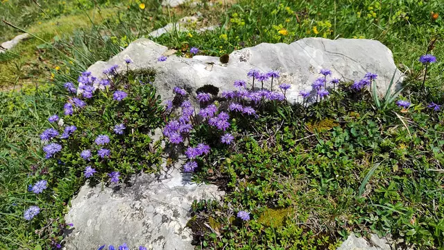 Kugelblumen... | Foto: I.Wozonig