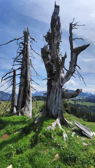 Bei diesen Baumriesen drehen wir um und verzichten auf den Gipfelsieg... | Foto: I.Wozonig