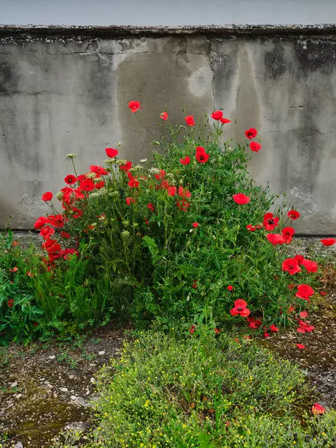 Greenpeace startet die zweite Runde der Aktion "Österreichs 9 Betonschätze" und ruft die Bevölkerung auf, unnötig versiegelte Plätze zu nominieren, die dringend begrünt werden sollten.  | Foto: Mitja Kobal / Greenpeace