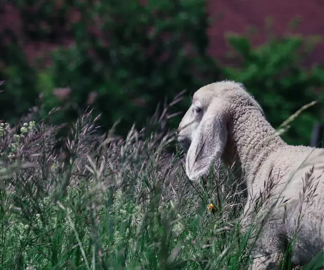 Werde Regionaut und veröffentliche deine eigenen Schnappschüsse. | Foto: Sabrina Moser-Hirner