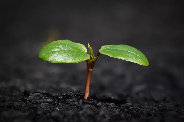„Unsere Äcker und Wiesen sind die effizienteste natürliche Klimaanlage", so  Dr. Kurt Weinberger, Vorstandsvorsitzender der Österreichischen Hagelversicherung. | Foto: Pixabay