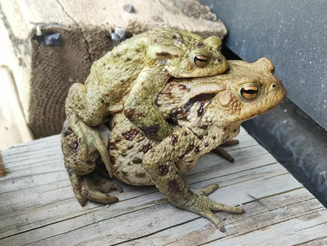 Heuer konnte etwa 2.500 Amphibien vor dem Straßentod bewahrt werden. Im Bild - ein Erdkrötenpaar. | Foto: REA