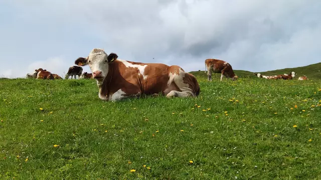 Etwa 2000 Tiere verbringen hier den Sommer... | Foto: I.Wozonig 
