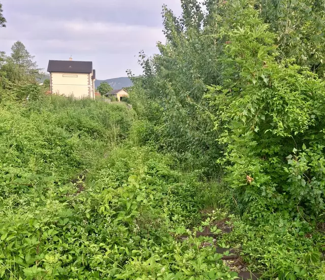 Der sogenannte Schlackenplatz ist zum Teil verwuchert. | Foto: privat