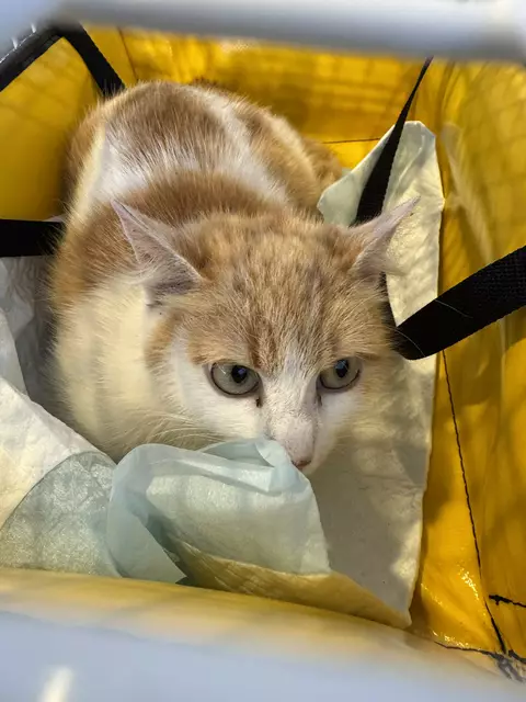 Diese weibliche Katze wurde in Wels-Pernau von der Polizei gefunden und mit der Tierhilfe Gusental gerettet – das Tier wurde wahrscheinlich angefahren. | Foto: THG