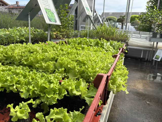 Frische Salatköpfe am Hof der Familie Winklhofer. | Foto: Simon Haslauer